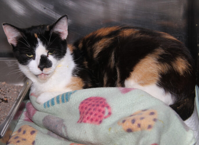 Adopt-a-pet: Unicorn